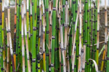 Bambu arkaplan dokusu. Yeşil bambu bambu. Doğal bambu dokusu.