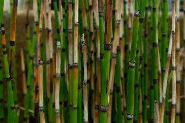 Bambu çubukları arka planda. Bambu arka planı