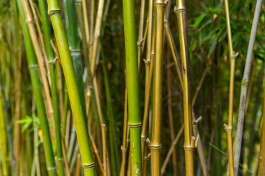 Yeşil yapraklı bambu sapları