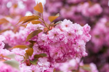 Pembe sakura çiçeklerini kapatın.