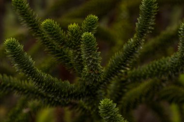 Bahçedeki yeşil çam ağacı dalları, yakın -
