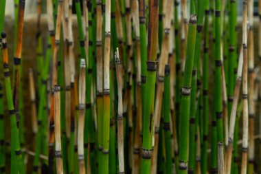 Bambu ormanlarındaki bambu yapraklarının arka planı.