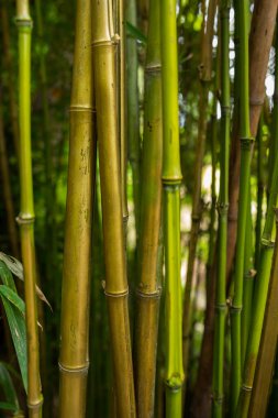 Yeşil yapraklı bambu ormanı