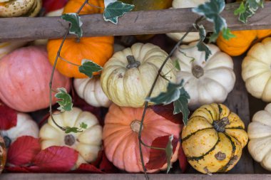 Sonbahar hasadı. Balkabakları, elmalar ve balkabakları masada.