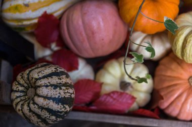 Sonbahar pazarında balkabakları ve balkabakları.