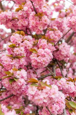 Pembe sakura kiraz çiçeği