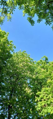 Ormanda yeşil yapraklar