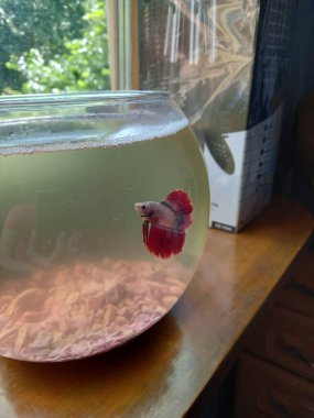 Akvaryumda kırmızı balık