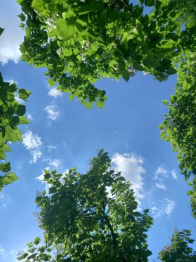 Ormanda yeşil yapraklar