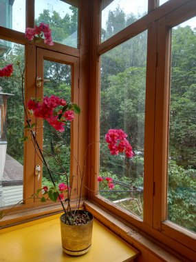 Güzel botanik fotoğrafı, doğal duvar kağıdı.