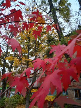 Ormanda sonbahar yaprakları