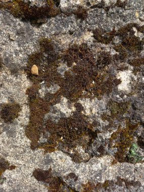 Bir taş doku arkaplanını kapat.