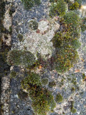 eski taş doku arkaplanı