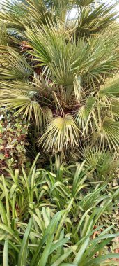 Güzel botanik fotoğrafı, doğal duvar kağıdı.