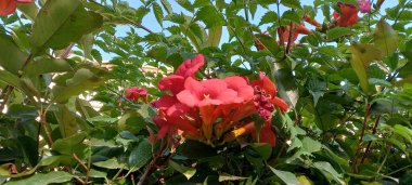 Bahçedeki güzel çiçekler