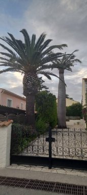 Bahçedeki palmiye ağacı