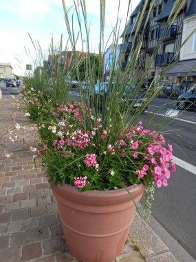 Bahçedeki güzel çiçekler