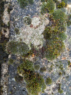 Taş bir duvara yakın.