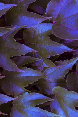 Güzel mor yapraklar, yakın - yakın görünüm