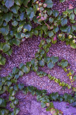 Bahçede yeşil yapraklar