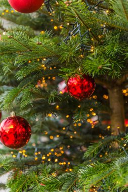 Noel arkaplanı, kırmızı dutlu köknar ağacı