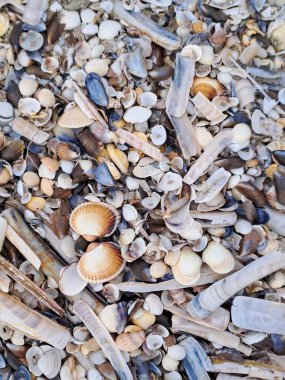 Kumsalda deniz kabukları.