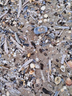 Kumsalda deniz kabukları