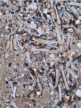 Deniz kabukları ve kumsalda kum.