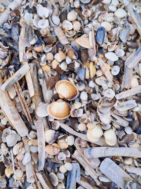 Deniz kabukları ve kum arka plan