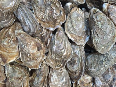 Piyasadaki istiridyeler