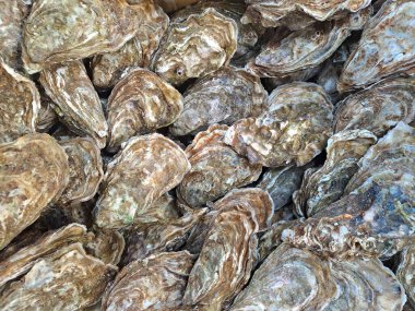 Piyasada buzlu istiridye