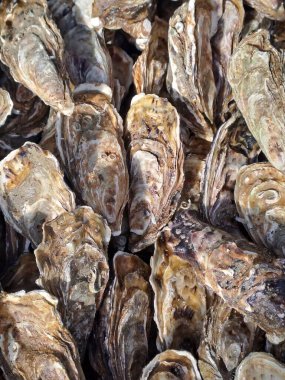 Piyasada taze istiridye