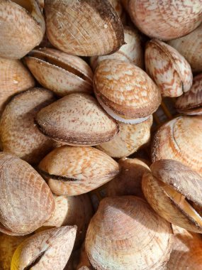 Bir deniz kabuğu yığınını kapat