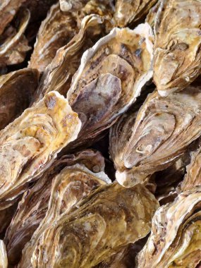 Taze istiridye yakın çekim