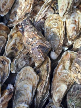 Piyasada taze istiridye