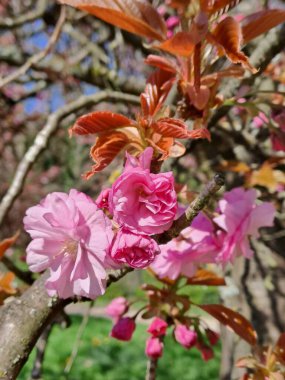 Bahçedeki güzel pembe çiçekler