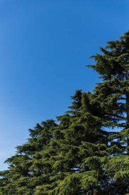 Bulutlu mavi gökyüzüne karşı yeşil çam ağacı