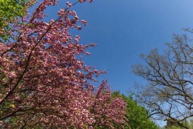 İlkbaharda güzel kiraz çiçekleri