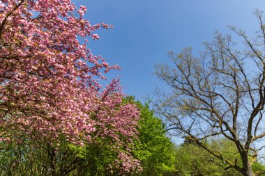 Bahar çiçek açan ağaç