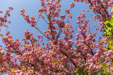 Tokyo 'da kiraz çiçeği, Japonya