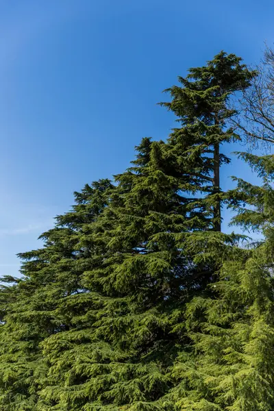 Ormanın ortasında güzel bir çam ağacı manzarası.