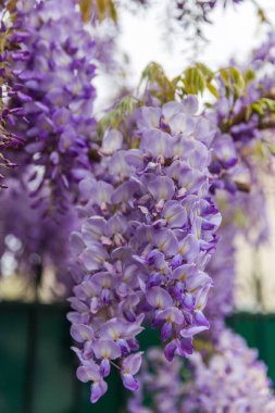 Bahçe içinde güzel çiçek leylak