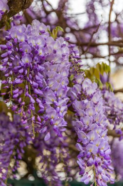 Bahçedeki güzel çiçekler