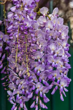 Bahçedeki güzel leylak çiçekleri