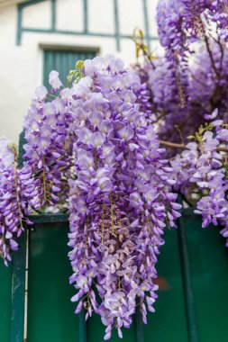 Sokakta leylak çiçeği. Güzel bahar çiçekleri.