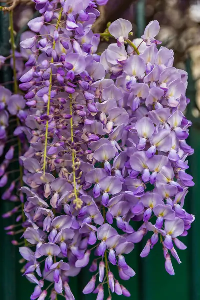 Bahçedeki güzel leylak çiçekleri