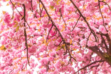 İlkbaharda pembe sakura çiçeği