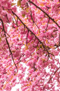 İlkbaharda kiraz çiçekleri
