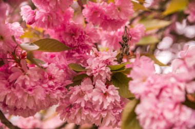 Bahçedeki güzel pembe çiçekler