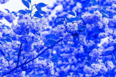 Mavi bahar çiçekleri arka planı. Doğada güzel çiçekler.